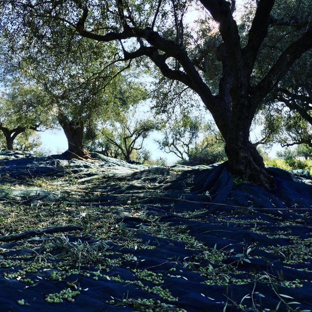 Olive Grove Tour & Olive Oil Tasting and Lunch in Messinia - Final Words