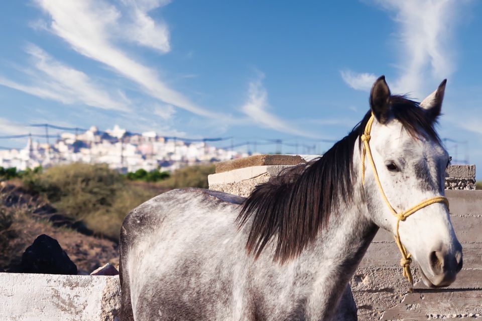 Akrotiri: Guided Horseback Riding Day Trip to a Beach - Key Points