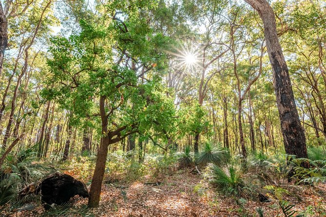 Darling Ranges | Kittys Gorge Guided Hike - Key Points