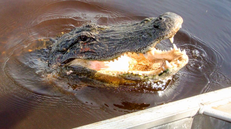 Everglades: Mangrove Maze Airboat Tour and Boardwalk - Tour Overview