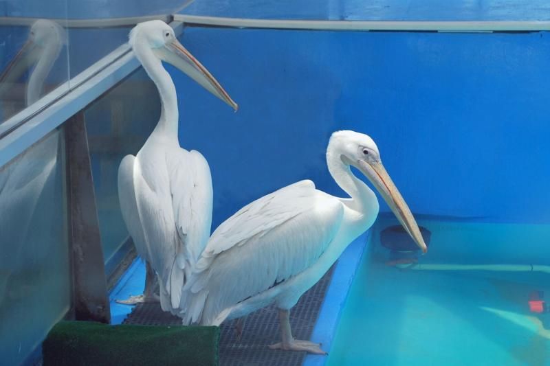 From Orlando: Clearwater Beach and Marine Aquarium Admission - Tour Details