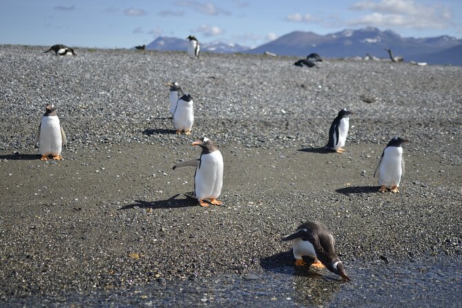 Full-Day Gable Island Eco-Adventure in the Beagle Channel - Tour Highlights