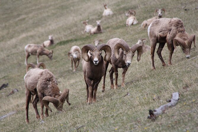 Banff Highlights & Wildlife Small Group Adventure - Tour Details