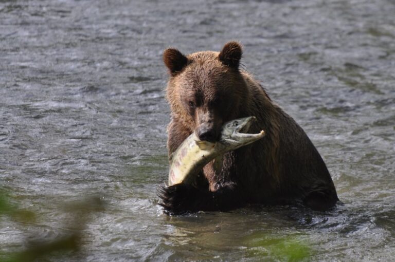 Campbell River: Bute Inlet Grizzly-Watching Tour & Boat Ride