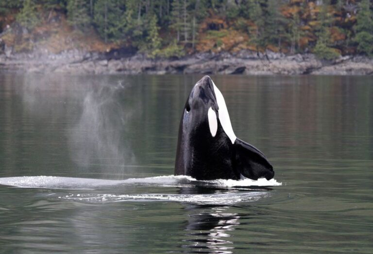 Campbell River: Whale Watching Covered Boat Tour With Lunch