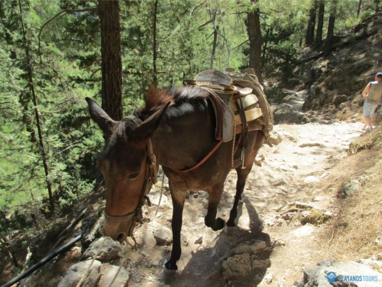 Crete: Private Guided Trek to Samaria Gorge With Transfer