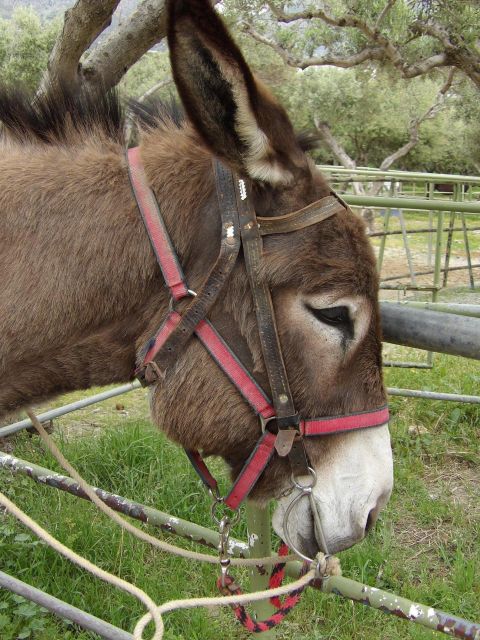 Donkey Ride – Cretan Country