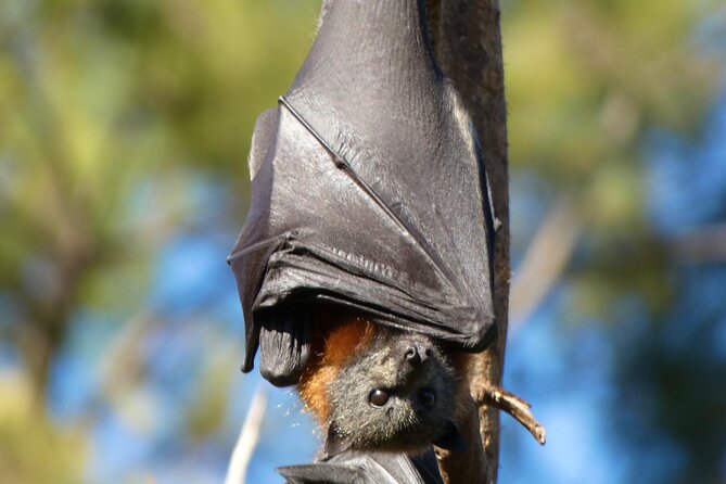 Flying Fox Experience, Thousands of Australias Largest Bat