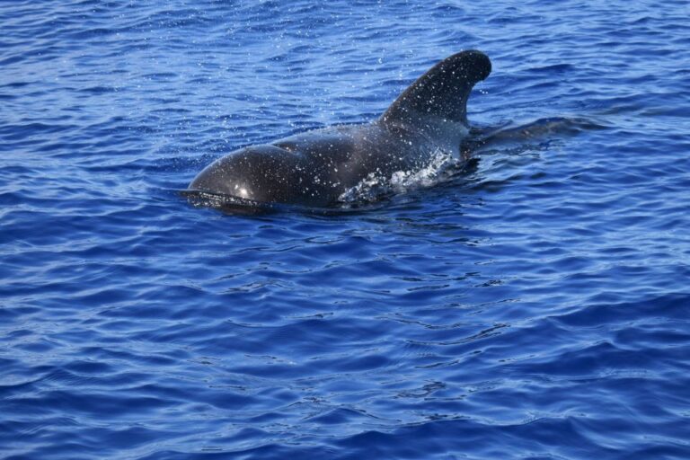 Funchal: Private Catamaran Tour With Dolphin Watching