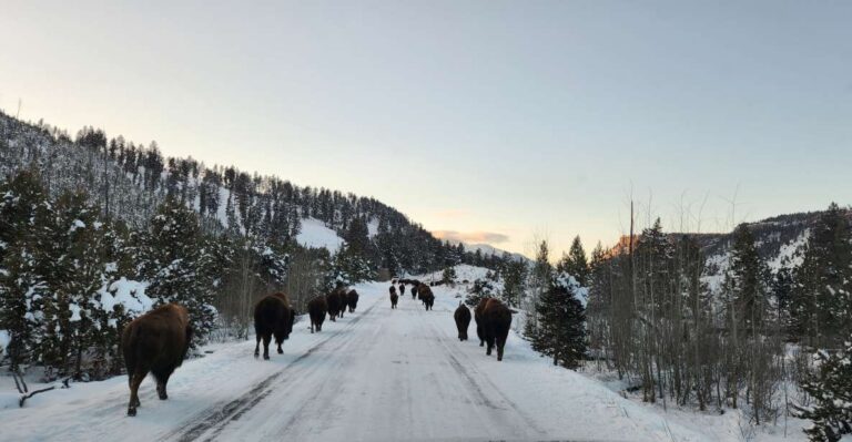 Gardiner: Yellowstone National Park Wildlife Guided Tour