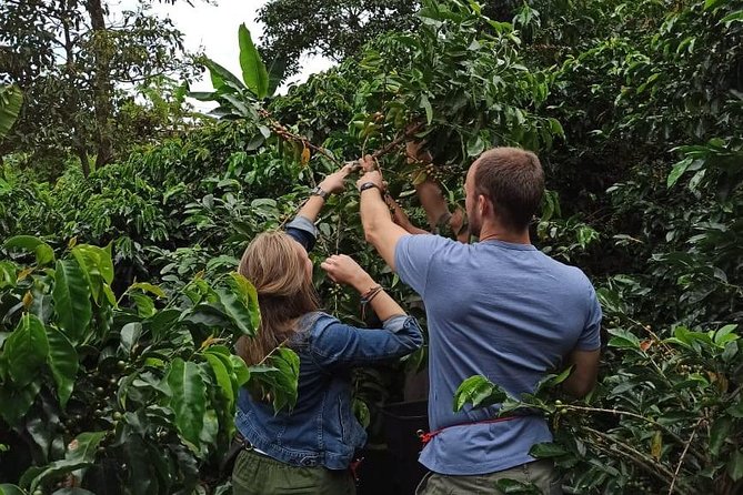 Half Day Private Coffee Tour Near Medellín - Tour Description