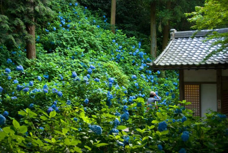 Kamakura: Great Buddha, Hase Temple, & Komachi Street Tour