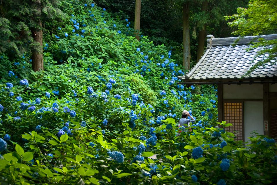 Kamakura: Great Buddha, Hase Temple, & Komachi Street Tour - Tour Overview