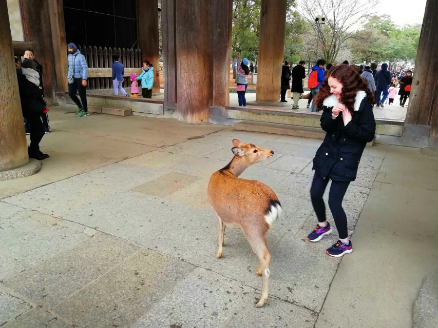 Nara: Nara Park Private Family Bike Tour With Lunch - Tour Overview