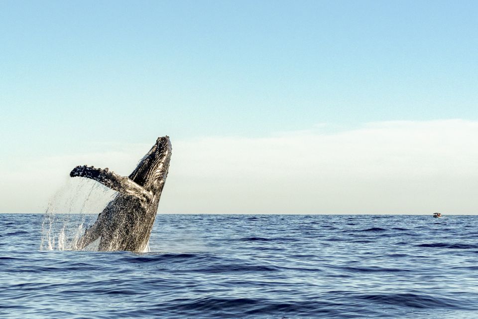 Oahu: Waikiki Eco-Friendly Morning Whale Watching Cruise - Highlights of the Cruise