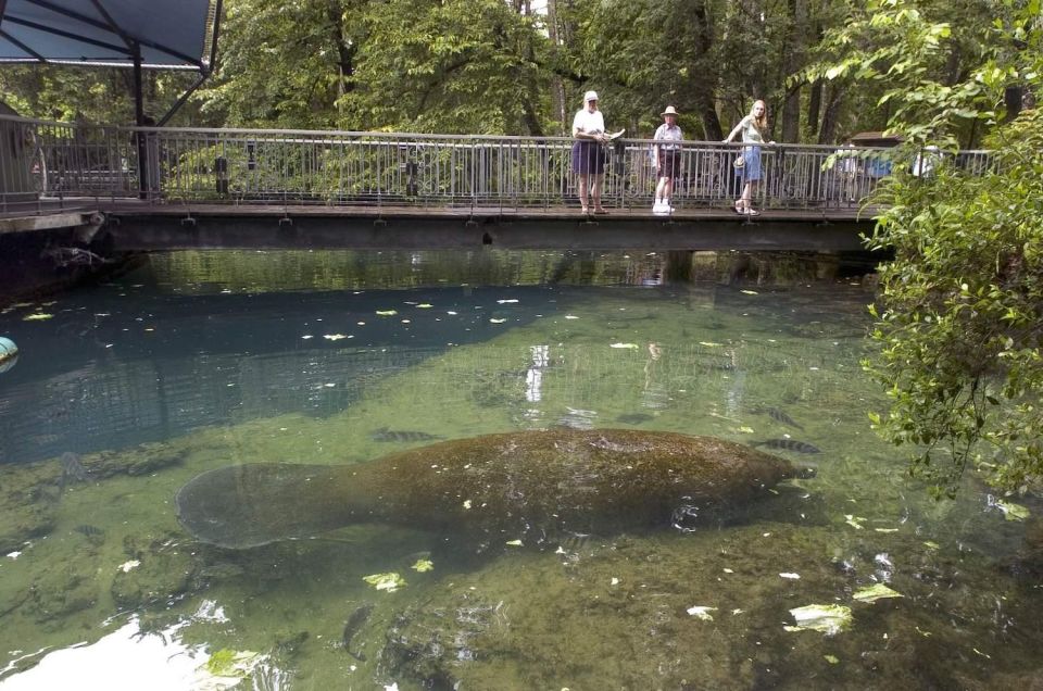 Orlando: Swim With Manatees and Homosassa State Park Visit - Activity Details