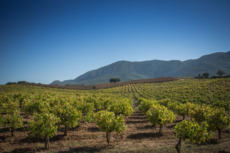 Private Arrábida Wine Tour