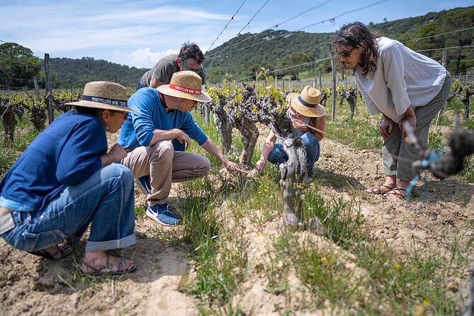 Private Full Day Pic Saint Loup Wine and Olive Tour With Lunch From Montpellier - Tour Highlights