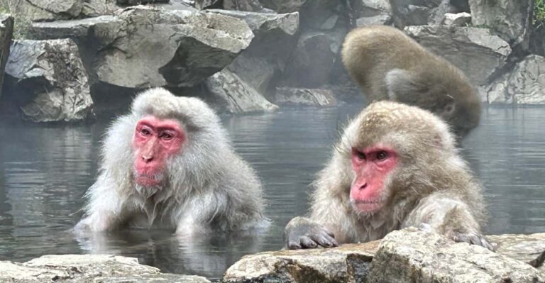 Shuttle Van Tour Snow Monkey Park, or SMP. & Karuizawa Mall