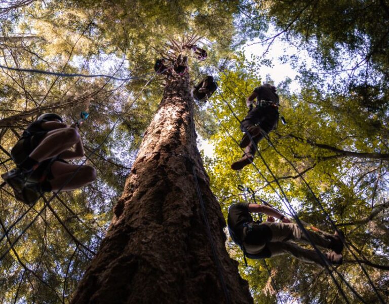 Silver Falls: Old-Growth Tree Climbing Adventure