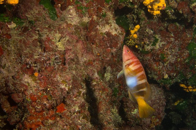 Small-Group Introductory Scuba Diving Class, Crete  - Chania - Equipment Provided