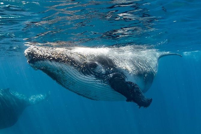 Swim With Humpback Whales - Ningaloo Reef - 3 Islands Whale Shark Dive - Experiencing Ningaloo Reefs Magic