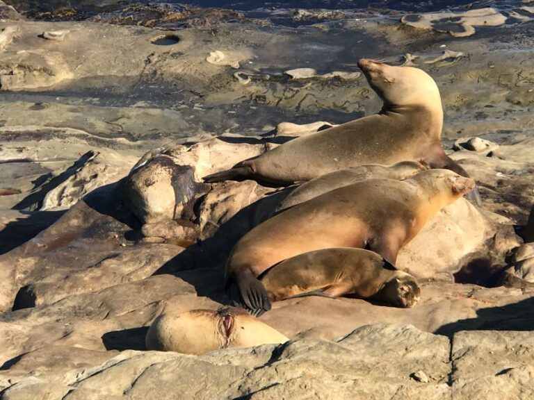 The La Jolla Tour