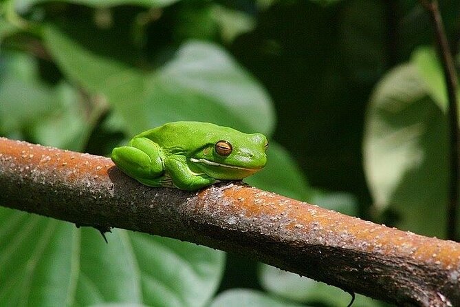 Total Daintree Experience Tour From Port Douglas - Small-Group Tour Benefits