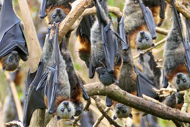 Flying Fox Experience, Thousands of Australias Largest Bat - Cameras Capture Unforgettable Moments