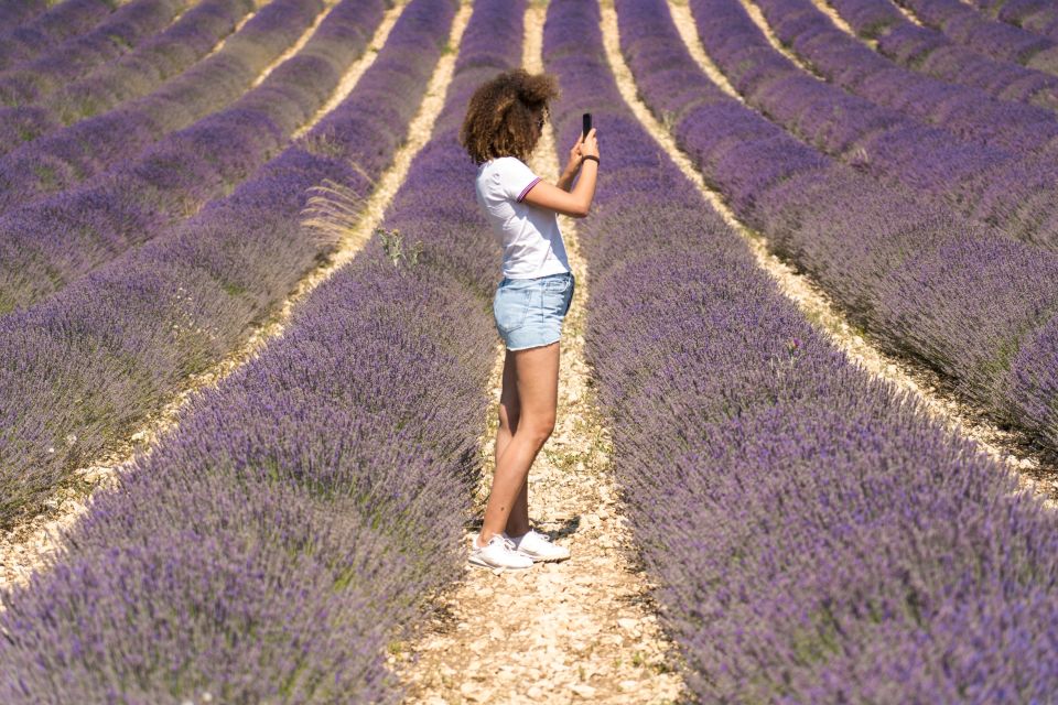 From Avignon: Lavender Tour to Sault - Tour Description