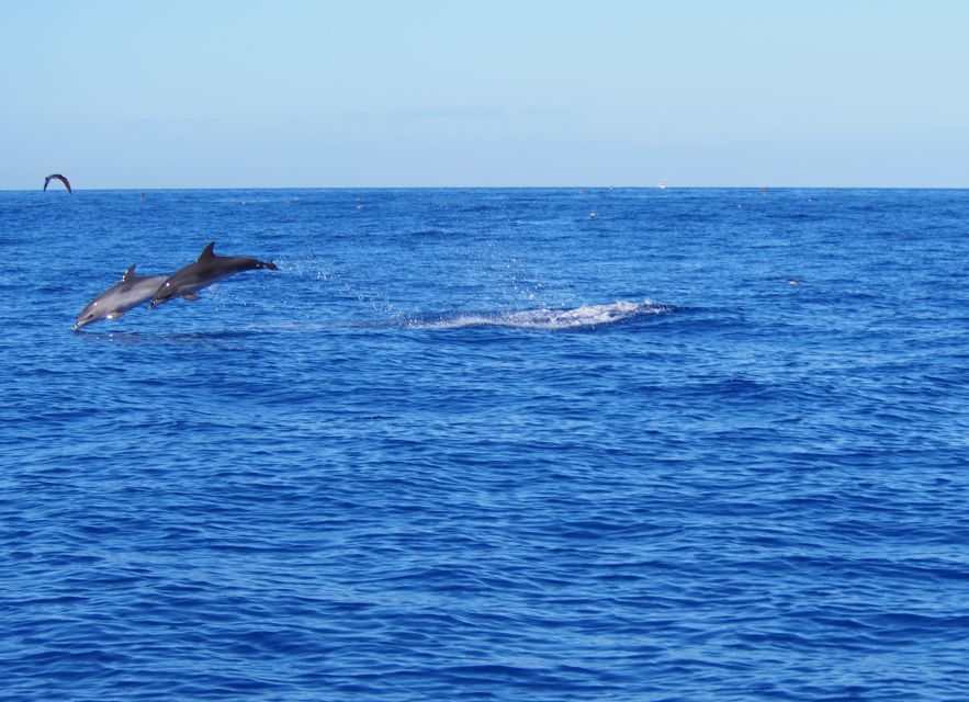 Funchal: Private Catamaran Tour With Dolphin Watching - Booking Information