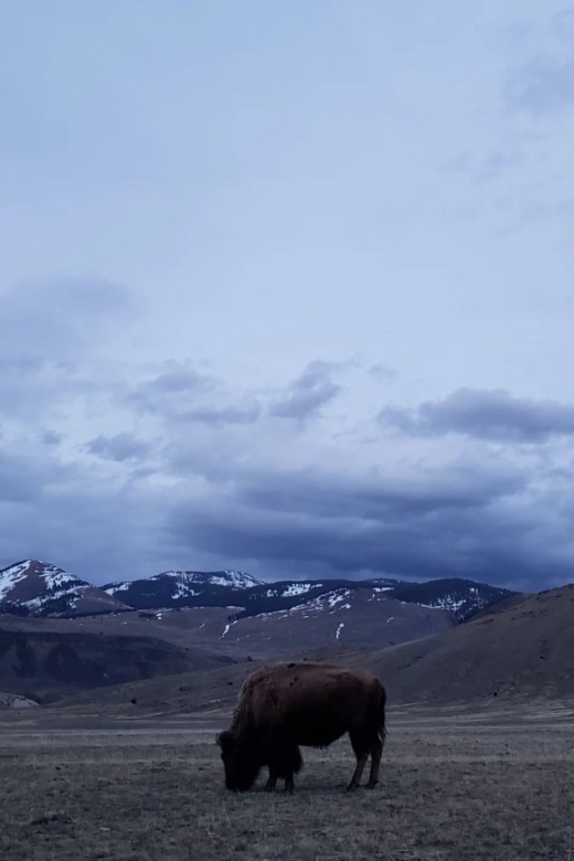 Gardiner: Yellowstone National Park Wildlife Guided Tour - Experience Highlights