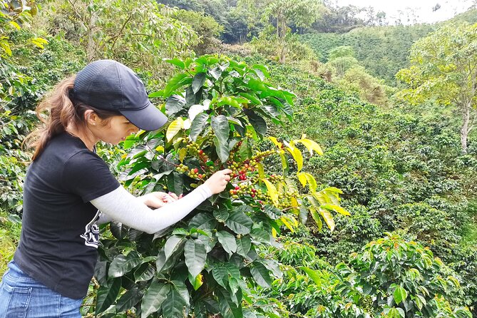 Half Day Private Coffee Tour Near Medellín - Traveler Experience