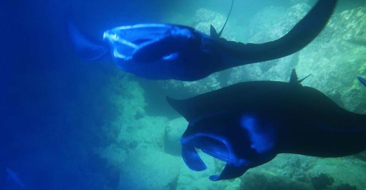 Kailua-Kona: Manta Ray Night Snorkel With Wetsuit - Inclusions