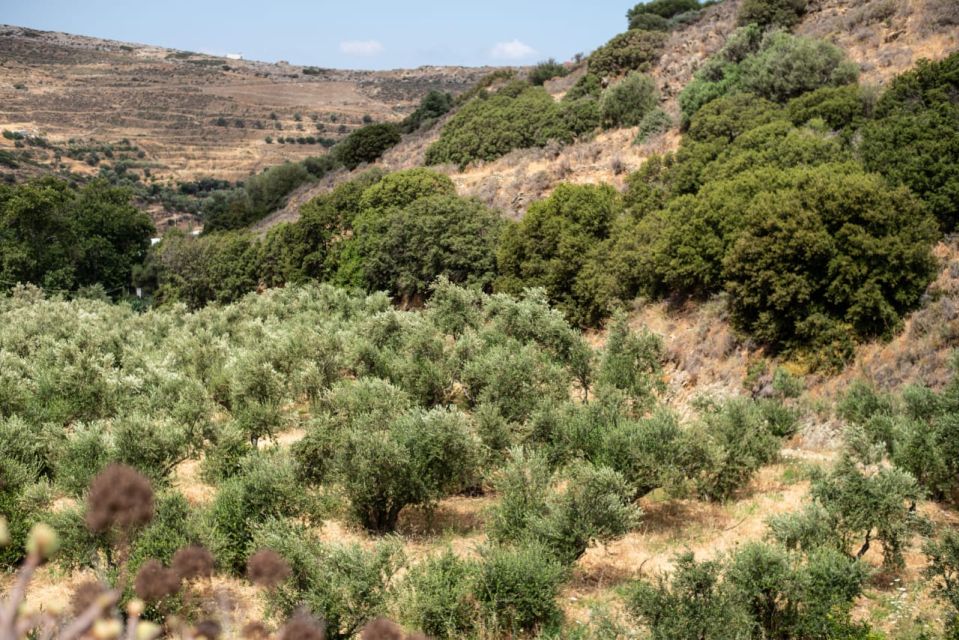 Naxos: Half-Day Olive Oil Tour With Tastings - Tour Details