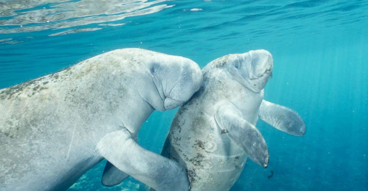 Orlando: Swim With Manatees and Homosassa State Park Visit - Experience Highlights