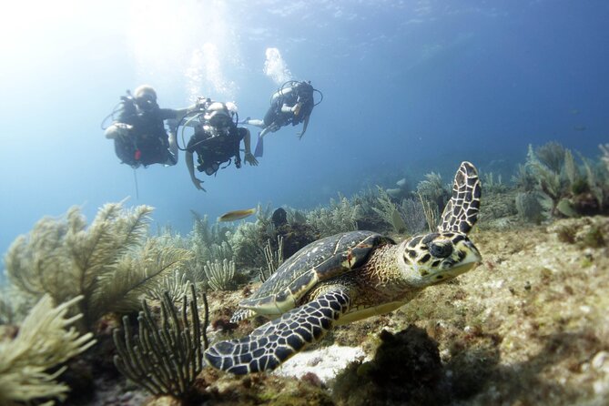 PADI Discover Scuba Diving for Divers Without Certification - Logistics and Meeting Details