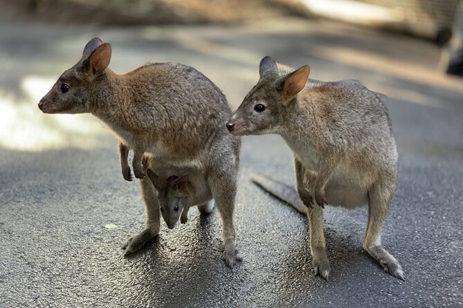 PJ Blue Mountains Supreme Small Group [MAX8+1] - Exploring Featherdale Wildlife Park