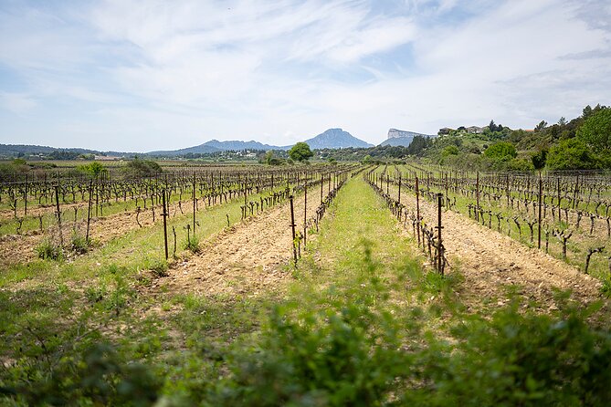 Private Full Day Pic Saint Loup Wine and Olive Tour With Lunch From Montpellier - Itinerary Overview