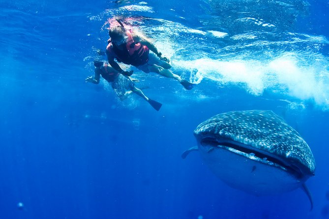 Private Whale Shark All Inclusive Experience - Accessibility and Health Considerations