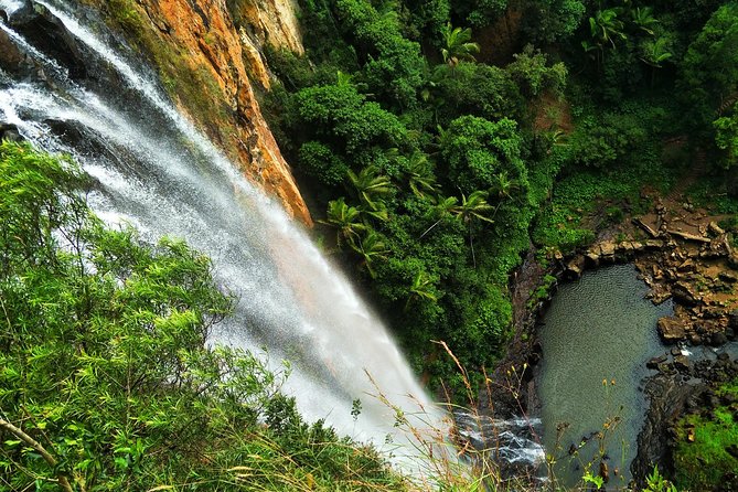 Rainforest & Waterfalls Experience - Exploring the Rainforest Ecosystem