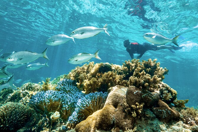 Rottnest Island Guided Snorkel Boat Experience - Rottnest Island Snorkeling Spots