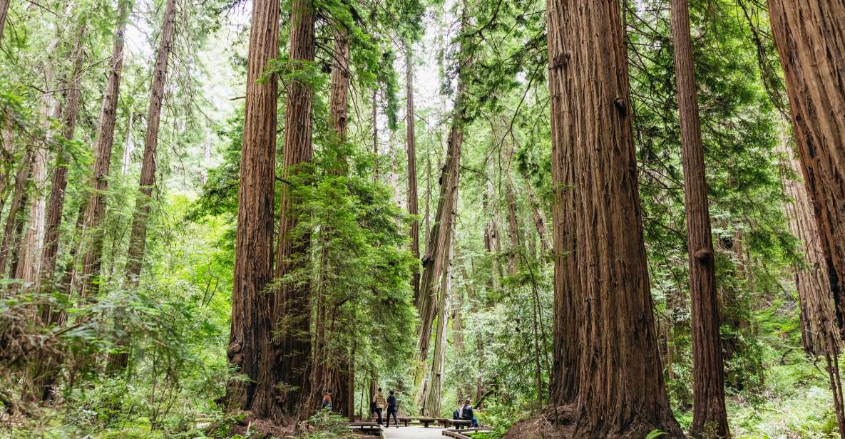 San Francisco: Muir Woods & Sausalito Tour With Ferry Option - Inclusions