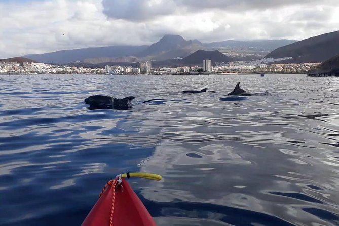 Tenerife by Kayak and Snorkeling Adventure in Small Group - Inclusions and Equipment