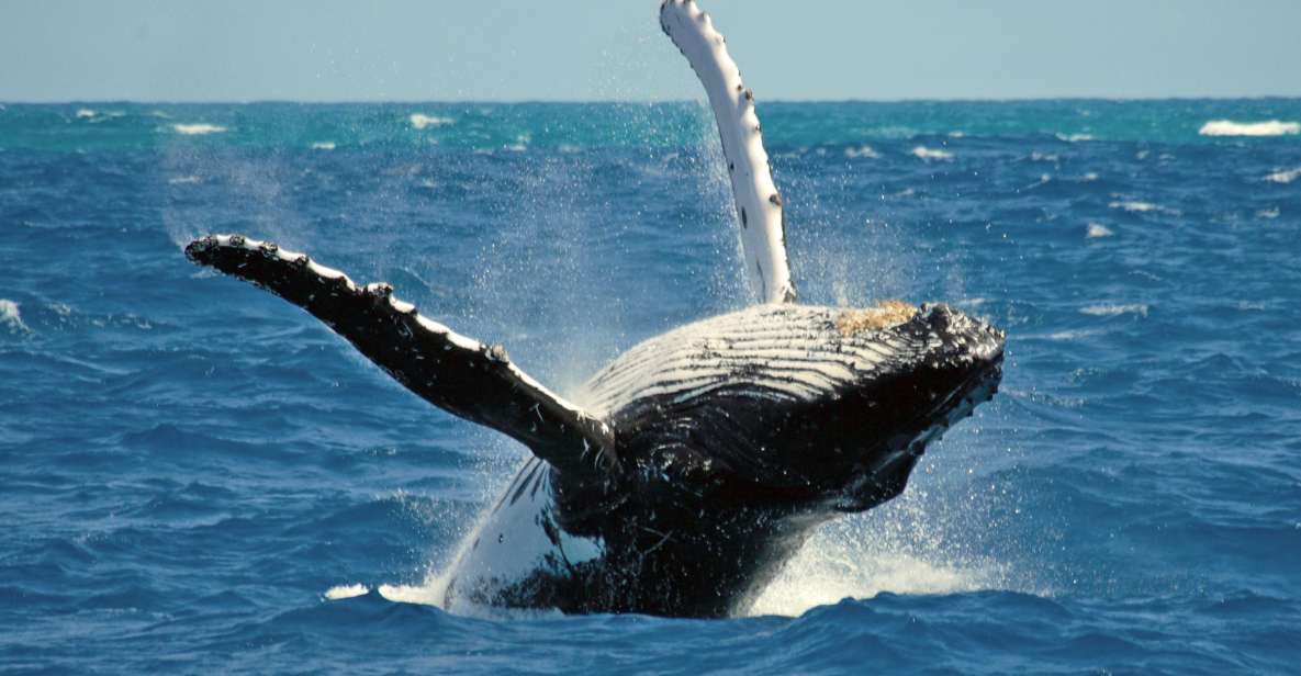 Terceira Island Whale Watching and Jeep Tour - Activity Highlights