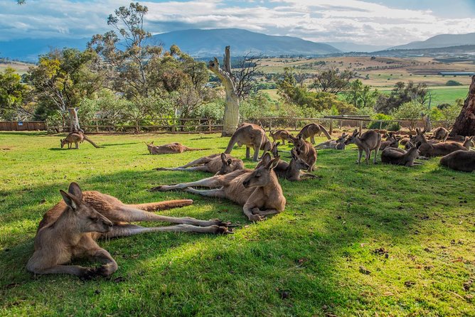 2 Day - Two of Tasmanias Best Tour - What to Expect on Tour