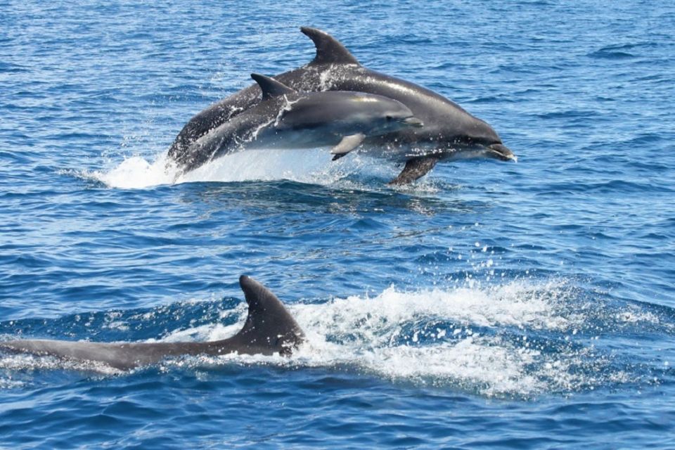 Albufeira: Dolphin Watching and Benagil Cave - Important Information