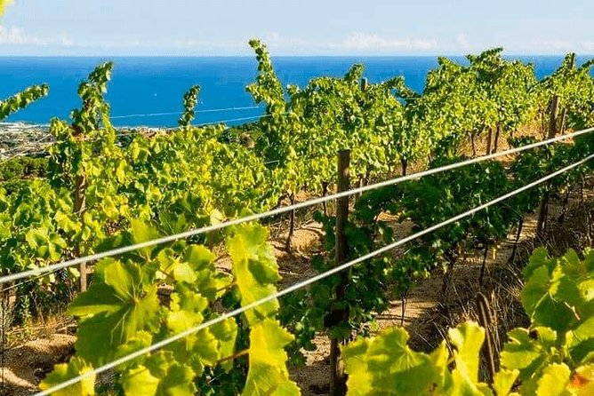 Barcelona Ebike Beach Tour to Vineyards, Wine Tasting & Picnic - Customer Reviews