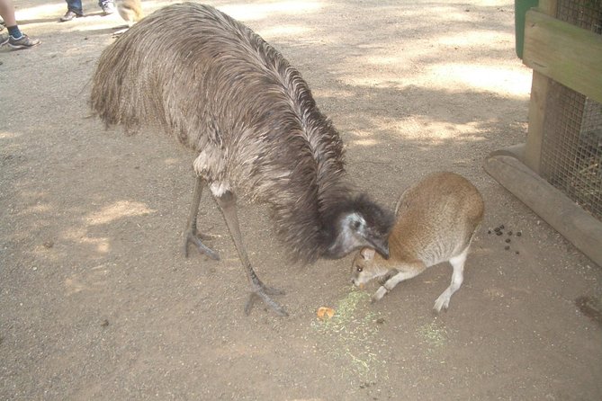 Blue Mountains PRIVATE Day Tour With Wildlife Park. - Tour Inclusions and Upgrades