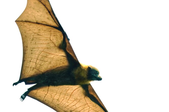 Flying Fox Experience, Thousands of Australias Largest Bat - Expert Guide Shares Insights